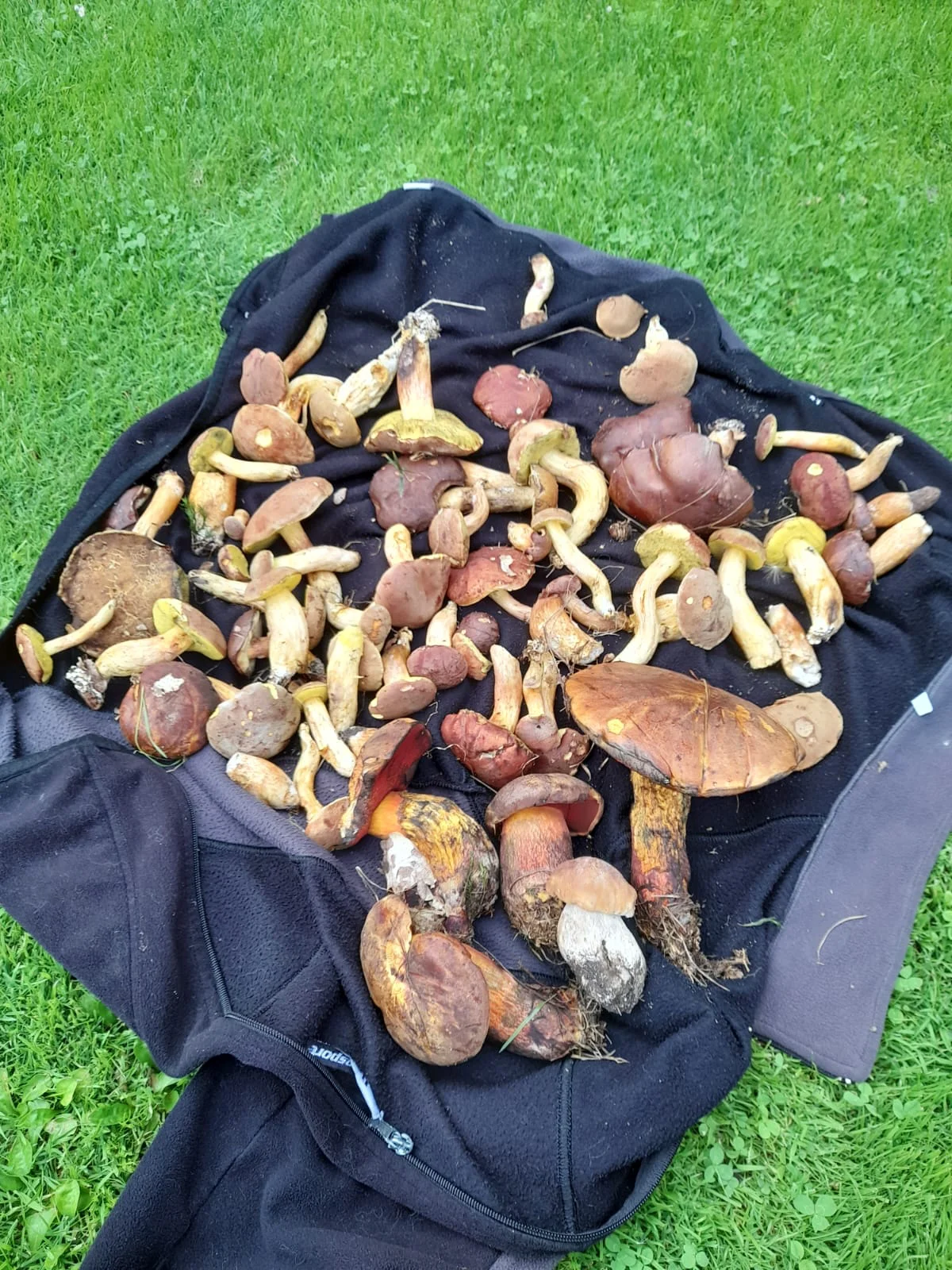 Houbaření v okolí ubytování